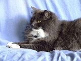 Bijou 1 6.jpg