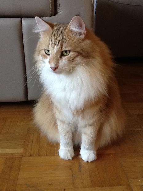 Foto