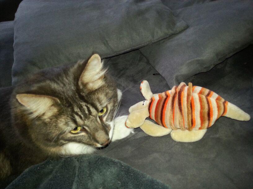 Zimti