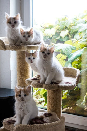 D-Wurf/D-Litter